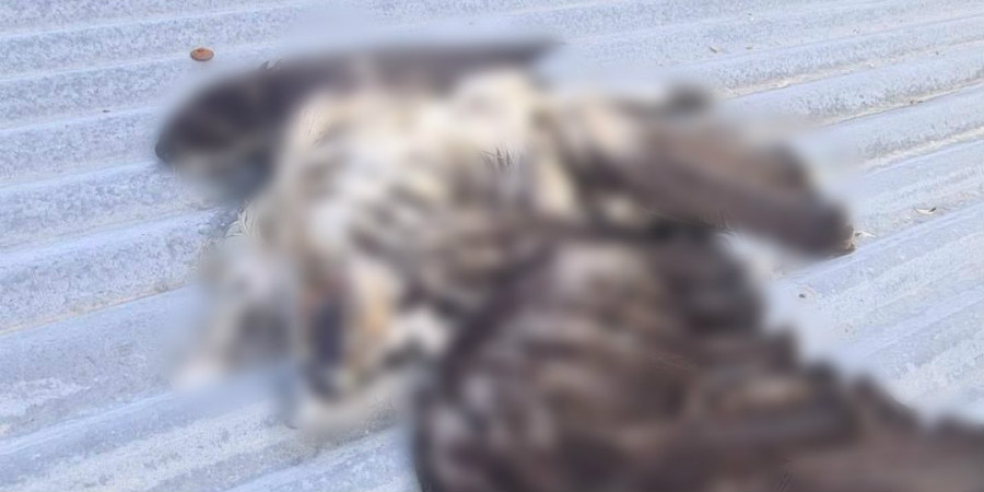 Τρομάζουν οι φωτογραφίες από έφοδο σε οικία με νεκρά πτηνά - Από πομπό στον αετό ανακάλυψαν το σημείο οι Αρχές