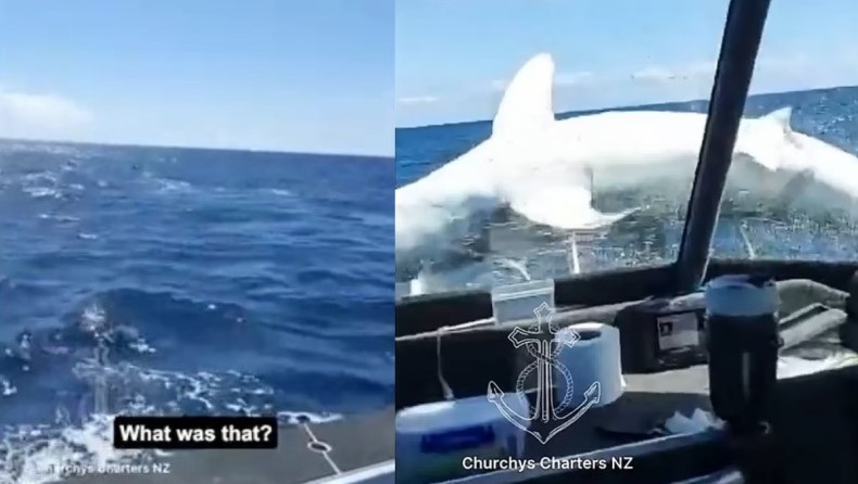 Απίστευτο βίντεο: Τεράστιος καρχαρίας «προσγειώνεται» σε αλιευτικό σκάφος 
