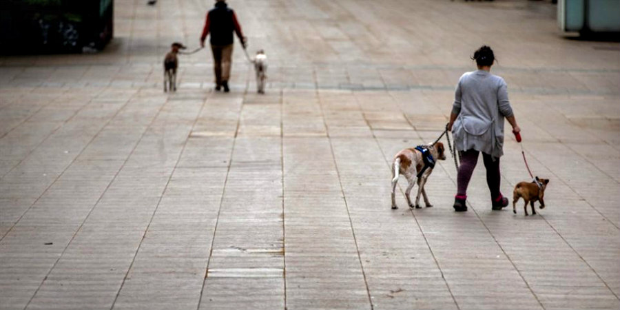 Έρευνα: Κατά 78% αυξάνεται η πιθανότητα να κολλήσουν κορωνοϊό όσοι βγάζουν τον σκύλο βόλτα