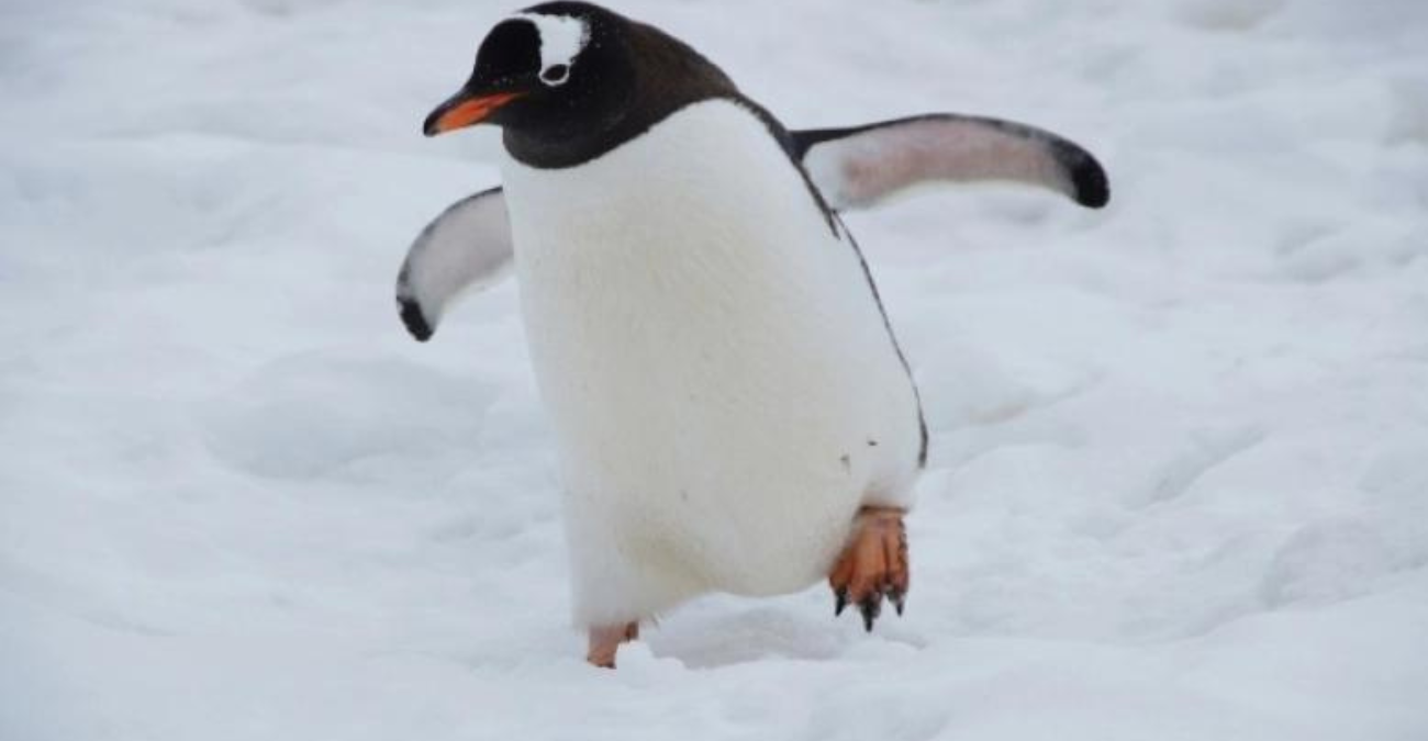 Συναγερμός στην Ανταρκτική: Επιστήμονες βρήκαν εκατοντάδες πιγκουίνους νεκρούς
