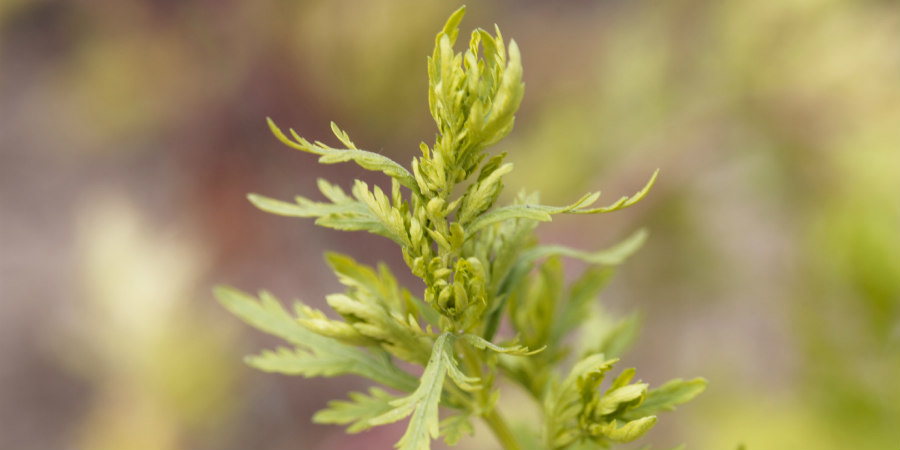 Κορωνοϊός: Το θεραπευτικό φυτό που μπορεί να εξουδετερώσει τον φονικό ιό