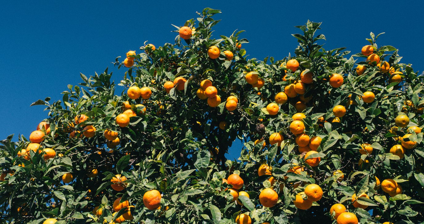 Δύο γειτονικά χωριά, δύο διαφορετικά φεστιβάλ για το ίδιο φρούτο, με τον ίδιο καλλιτέχνη στο πρόγραμμα - Όλα όσα πρέπει να ξέρετε