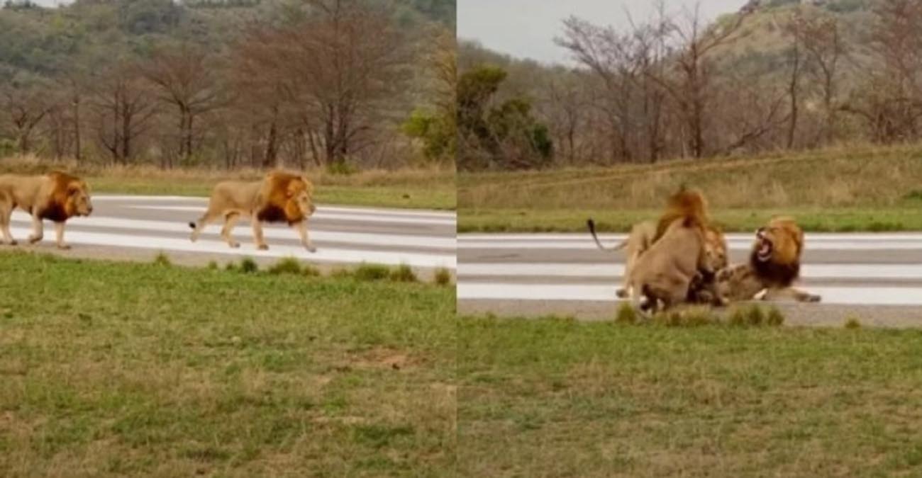 Η στιγμή που δύο λιοντάρια καραδοκούν και επιτίθενται στον εχθρό τους - Δείτε βίντεο 