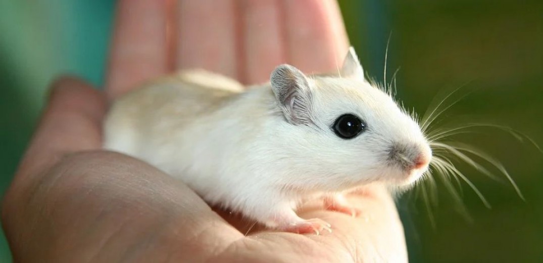 Ποντίκι με δύο πατέρες - Επιστήμονες έφτιαξαν ωάρια από αρσενικά κύτταρα