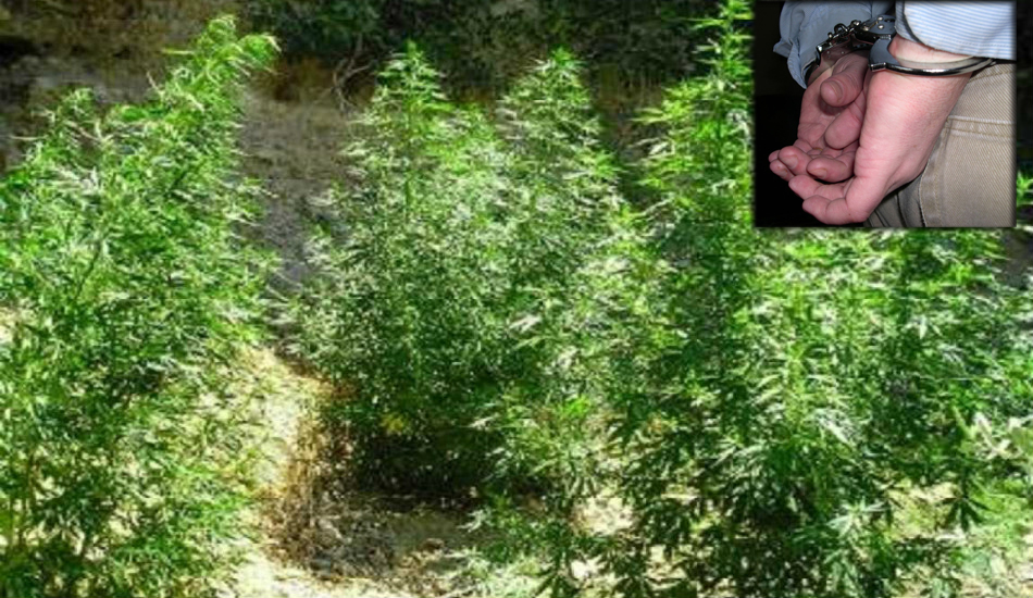 ΛΕΥΚΩΣΙΑ: 70χρονος έκανε την αυλή του φυτώριο κάνναβης