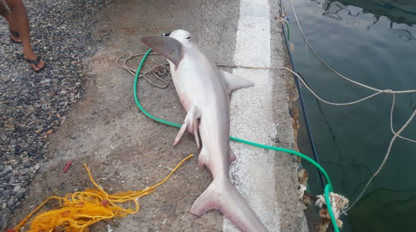 Κρήτη: Πήγε να δει τι είχε ψαρέψει και αντίκρισε... καρχαρία!- ΦΩΤΟΓΡΑΦΙΕΣ
