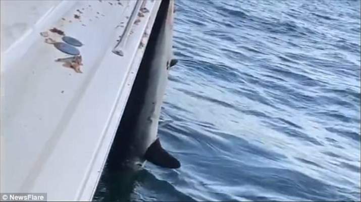Καρχαρίας πήδηξε πάνω σε σκάφος και εγκλωβίστηκε σε αυτό – VIDEO - ΦΩΤΟΓΡΑΦΙΕΣ