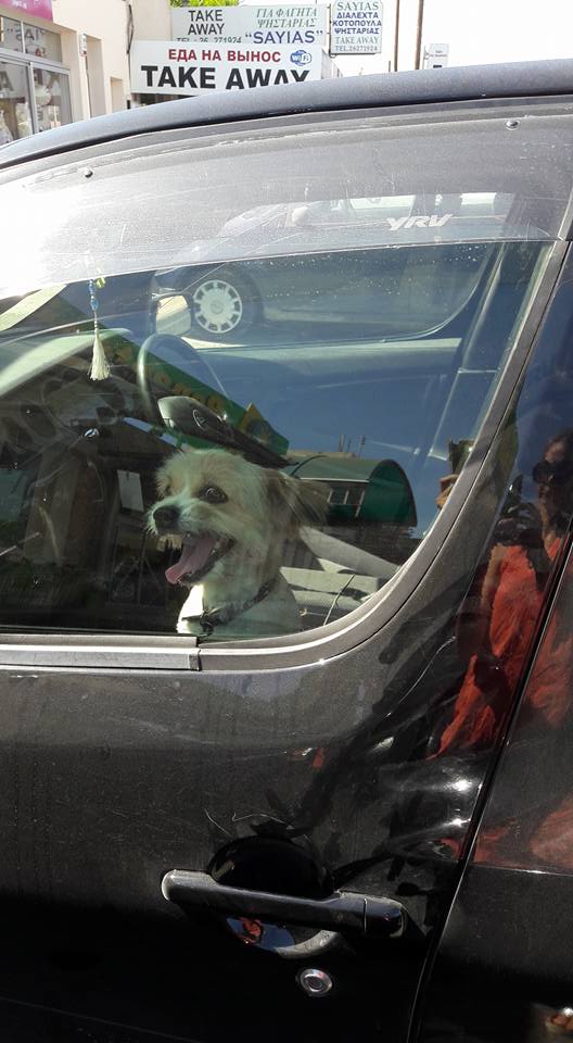 ΠΑΦΟΣ: Άφησαν τον σκύλο στο αυτοκίνητο μέσα στον καύσωνα και αυτοί ψώνιζαν σε υπεραγορά – ΦΩΤΟΓΡΑΦΙΕΣ