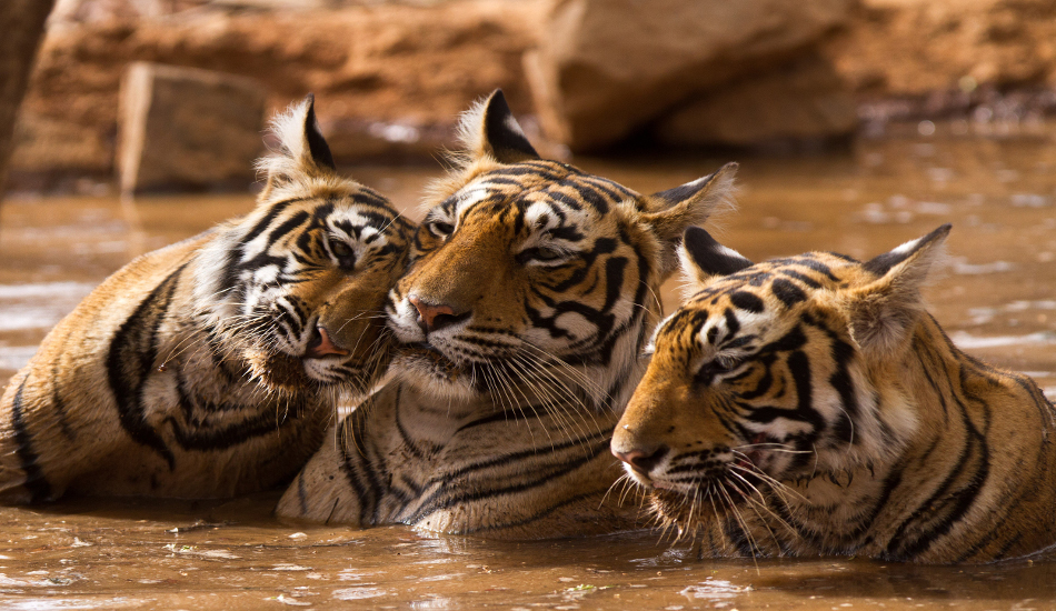 Απειλούνται με αφανισμό οι τελευταίες τίγρεις του πλανήτη