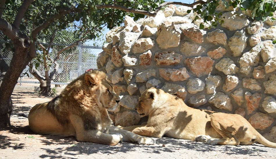 «Στο καλό “Femke” θα μας λείψεις» - Απεβίωσε η λιονταρίνα του Melios Zoo