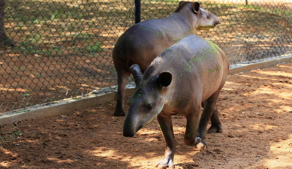 ΒΕΝΕΖΟΥΕΛΑ: Εικόνες εξαθλίωσης - Κλέβουν ζώα από ζωολογικό κήπο λόγω ελλείψεων σε τρόφιμα