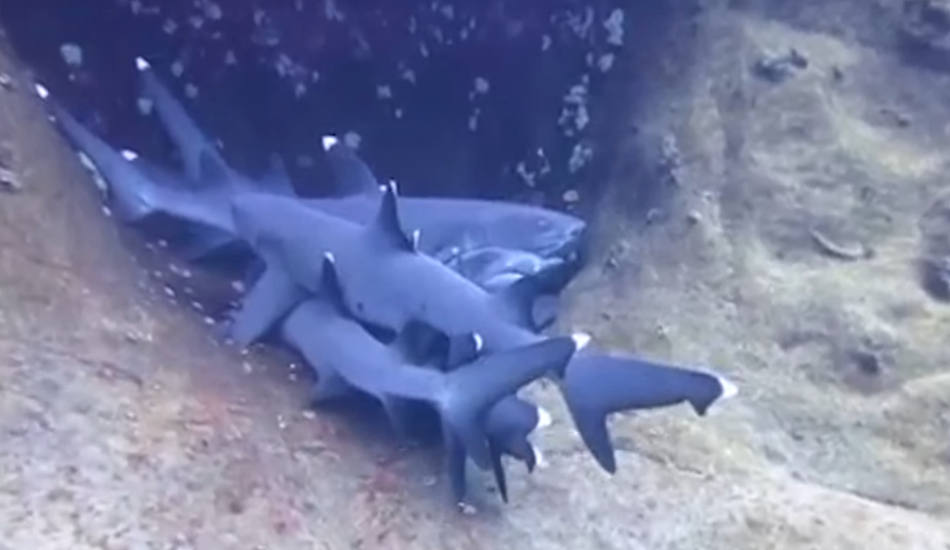 Κάμερα δύτη «έπιασε στα πράσα» καρχαρίες να κοιμούνται αγκαλιά - VIDEO
