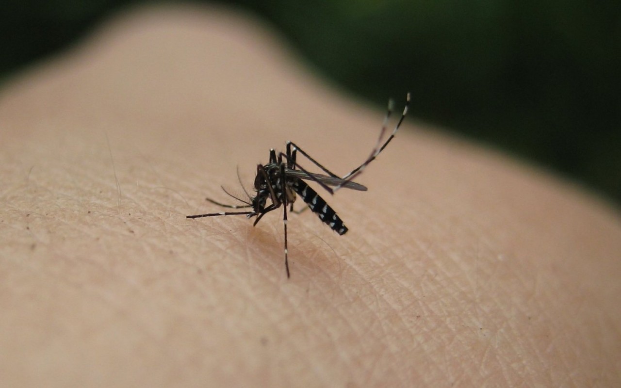 Στην Ελλάδα πεθαίνουν από μολυσμένα κουνούπια - Δύο θανατηφόρα κρούσματα σε λίγες μέρες - Εξαπλώνεται ο ιός