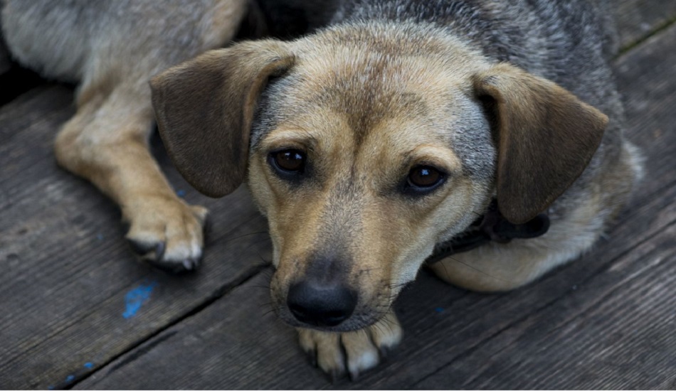 ΛΕΜΕΣΟΣ - ΖΑΚΑΚΙ: "Πυρπόλησαν εννέα κυνηγετικούς σκύλους"