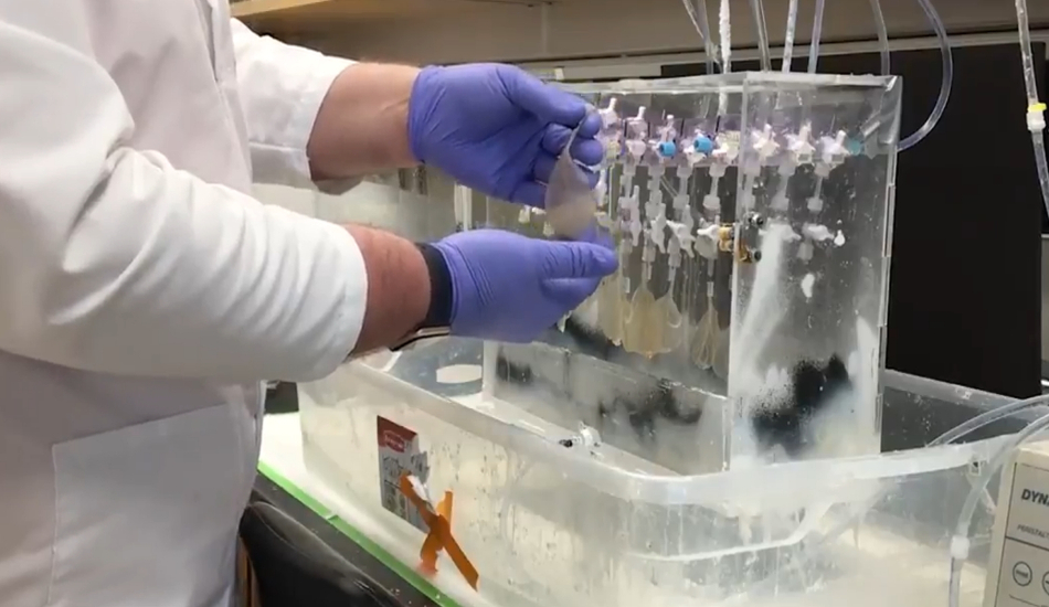 Επιστήμονες κατασκεύασαν ανθρώπινη καρδιά από φύλλο σπανακιού - VIDEO