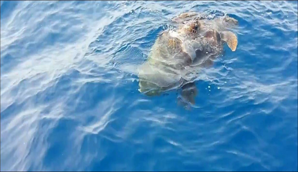 ΛΑΡΝΑΚΑ: Υπέροχο θέαμα – Χελώνες ζευγαρώνουν στα νερά της πόλης - VIDEO