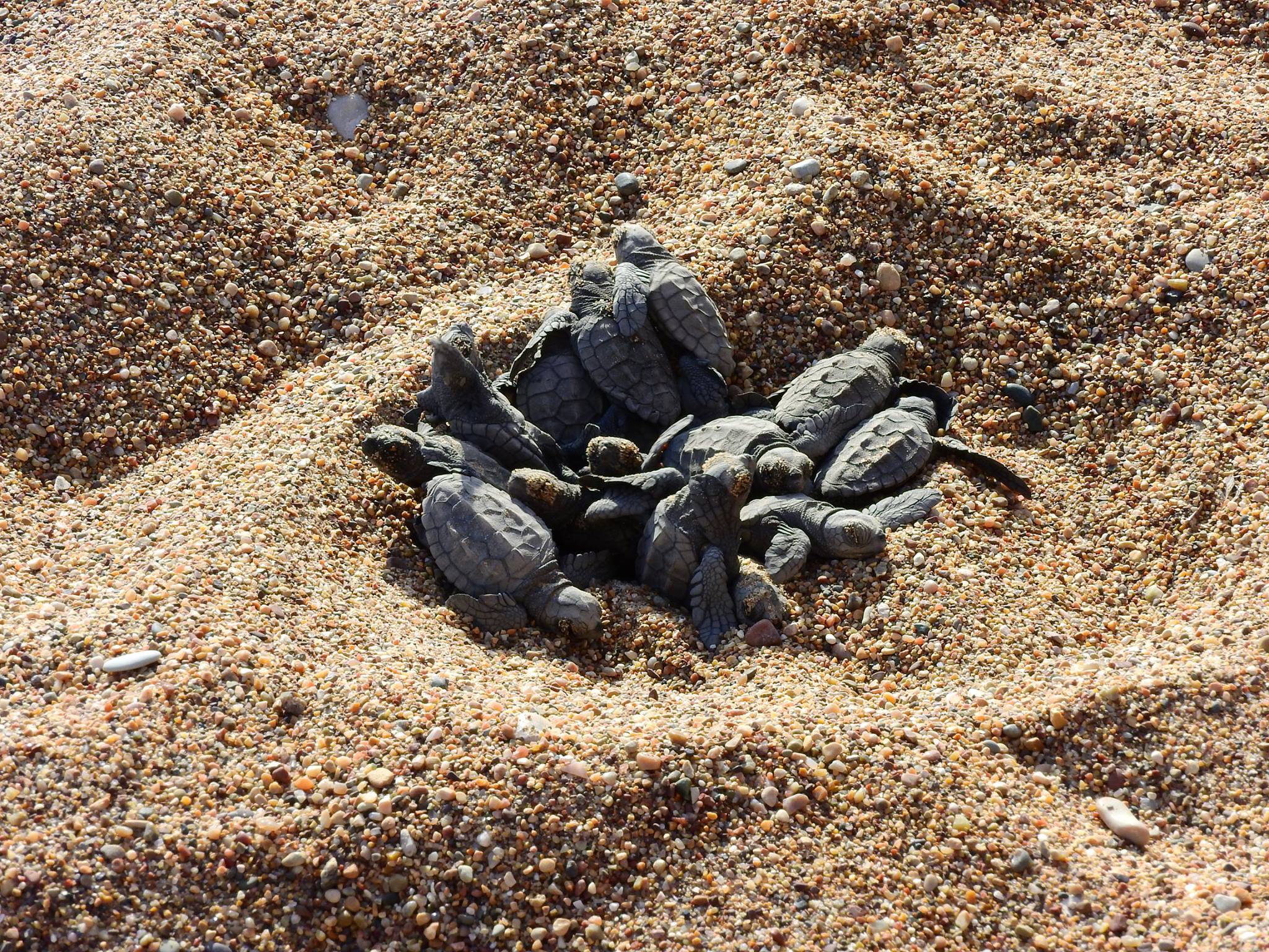ΠΑΦΟΣ: Μπουλντόζες δίπλα από αυγά χελωνών - Νέο περιστατικό οικολογικής καταστροφής - ΦΩΤΟΓΡΑΦΙΕΣ