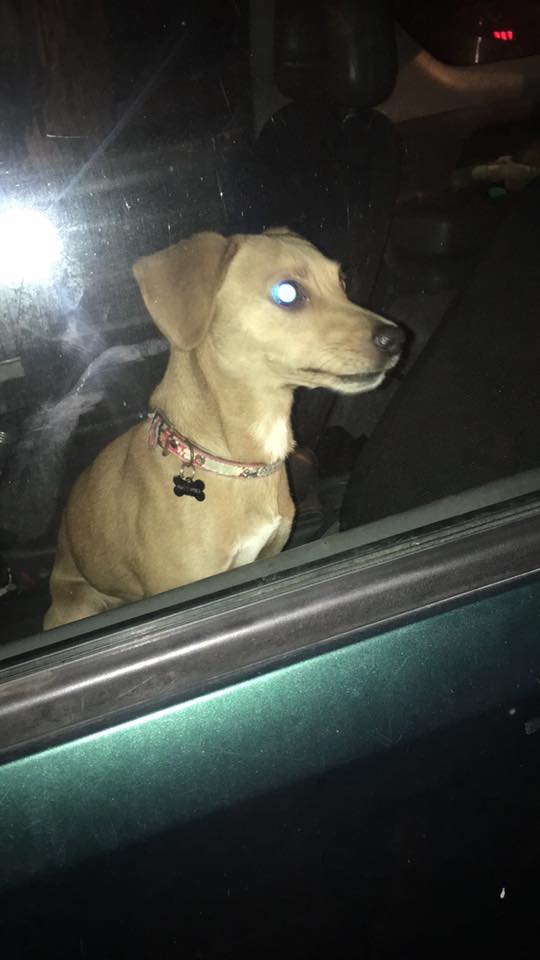 ΛΕΥΚΩΣΙΑ: Κλείδωσε το σκυλί του στο αυτοκίνητο και έφυγε - Δεν απάντησε ποτέ στις κλήσεις των περαστικών - ΦΩΤΟΓΡΑΦΙΕΣ