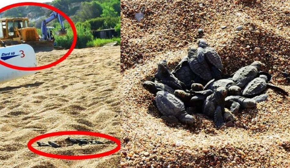 Το Υπουργείο Γεωργίας διαβεβαιώνει ότι δεν καταστράφηκαν φωλιές θαλάσσιων χελωνών