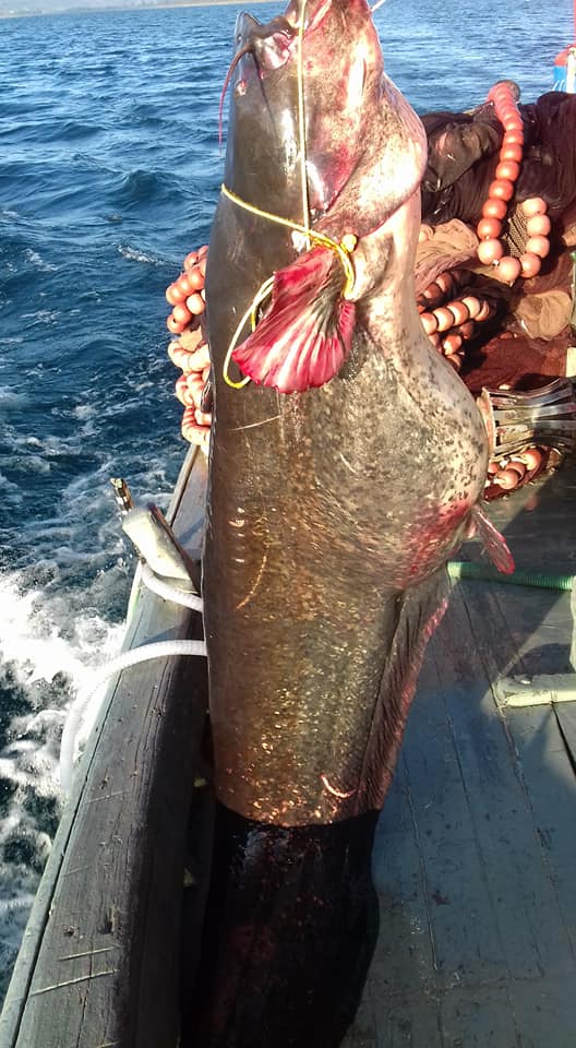 ΕΛΛΑΔΑ: Ψάρεψε το μεγαλύτερο ψάρι γλυκού νερού της Ευρώπης – 85 κιλά “θηρίο” - ΦΩΤΟΓΡΑΦΙΕΣ