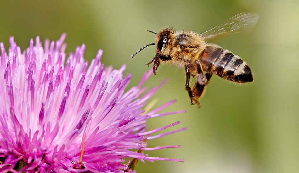ΚΥΠΡΟΣ: «Δηλητήριο από χρυσάφι» - Οι μελισσοκόμοι μπορούν να το πουλούν 250,000 το λίτρο - ΒΙΝΤΕΟ