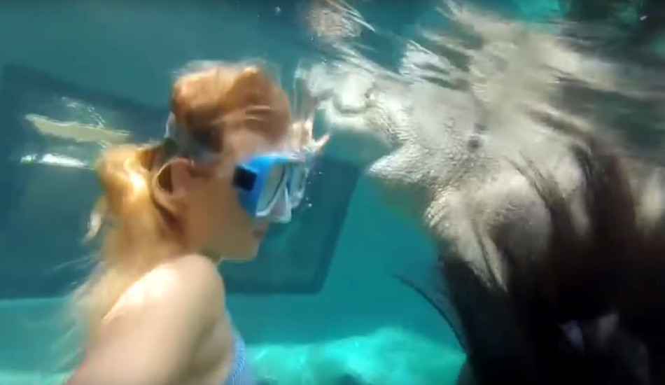 Το «κλουβί του θανάτου» για τους τολμηρούς – Κολυμπούν δίπλα από κροκόδειλους 6 μέτρων - VIDEO