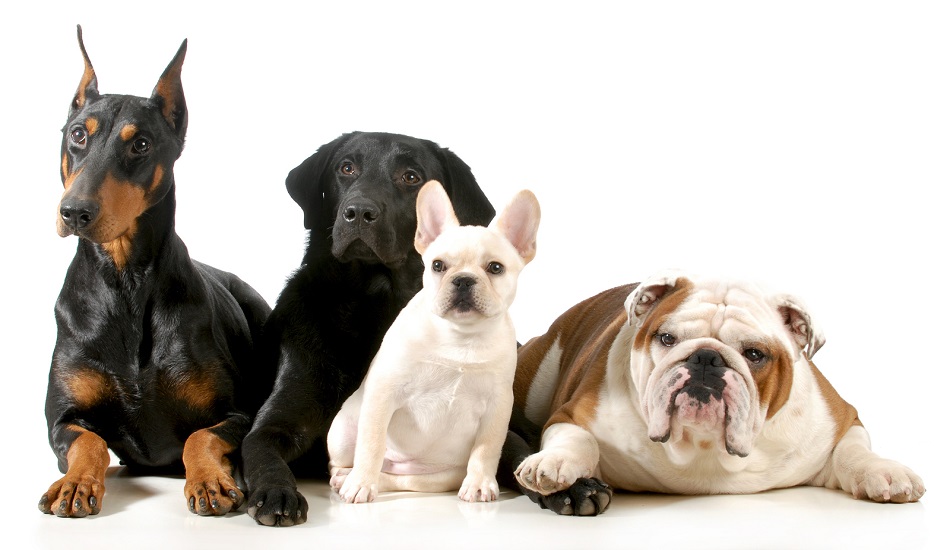 ΠΑΦΟΣ: 4 Σκύλοι μεγάλης αξίας το νέο θύμα κλοπής-  Το ανακάλυψε με το πρώτο φως του ήλιου
