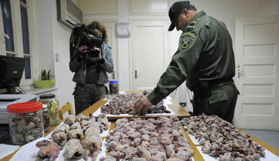ΛΑΡΝΑΚΑ: Κατασχέθηκαν μέχρι και σκοτωμένα πτηνά σε επιχείρηση της Αστυνομίας για αμπελοπούλια