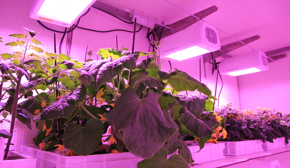 Ένα βήμα πιο κοντά στην καλλιέργεια λαχανικών στον Άρη και την Σελήνη