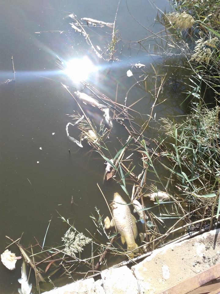 ΠΑΡΚΟ ΑΘΑΛΑΣΣΑΣ: Πτώματα ψαριών επιπλέουν στο νερό της λίμνης - Τα φωτογραφίζουν οι επισκέπτες - ΦΩΤΟΓΡΑΦΙΑ