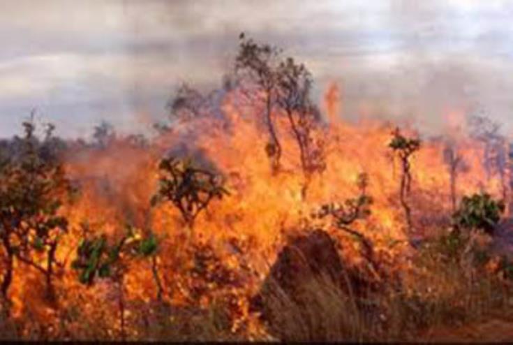 Πεύκα και θαμνώδη βλάστηση κατέκαψε πυρκαγιά στο Κελλάκι