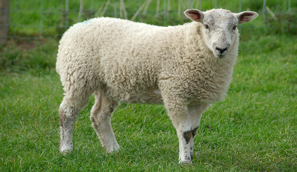 ΕΛΛΑΔΑ: Έτρεχαν οι ποδοσφαιριστές να βγάλουν έξω το πρόβατο – Προσωρινή διακοπή λόγω απρόσμενου επισκέπτη - VIDEO