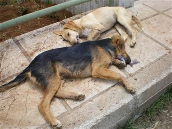 ΛΑΡΝΑΚΑ: «Γέμισαν» την πόλη και επαρχία με φόλες καταγγέλλουν – «Οι σκύλοι μόνο χαρά και αγάπη μας προσφέρουν»