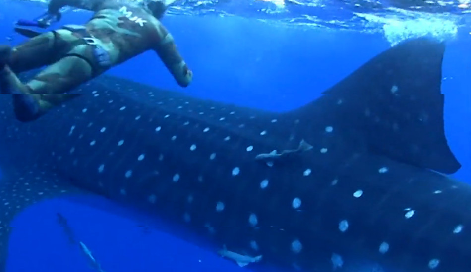 Τρόμος στο βυθό – Απρόσμενη συνάντηση δυτών με φαλενοκαρχαρία το μεγαλύτερο ψάρι του πλανήτη - VIDEO
