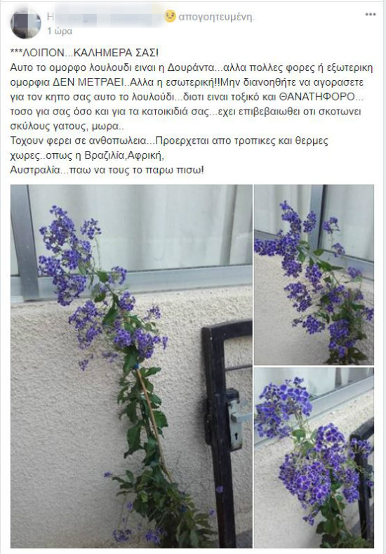 ΠΡΟΣΟΧΗ: Θανατηφόρο λουλούδι κυκλοφορεί στην Κυπριακή αγορά - «Σκοτώνει σκύλους, γάτους, μωρά» ΦΩΤΟΓΡΑΦΙΕΣ