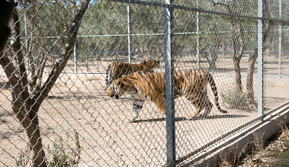 Αρνείται να κλείσει το “Melios Pet Park” - Στον αέρα η τύχη 3000 ζώων
