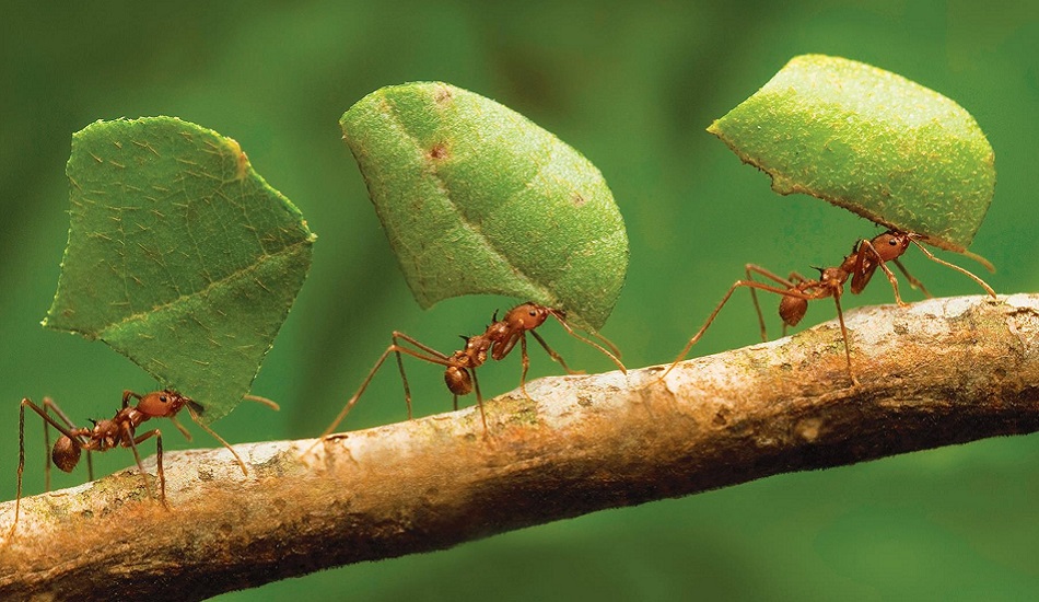 Και τα μυρμήγκια μερικές φορές «τεμπελιάζουν» - Η ανακάλυψη των επιστημών που ανατρέπει όσα νομίζαμε ότι ξέραμε