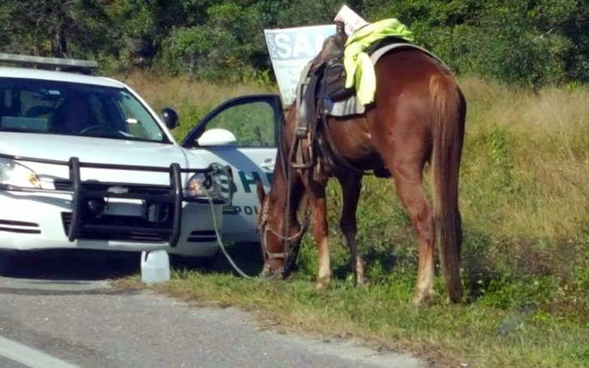 Άφωνοι οι αστυνομικοί – Κυκλοφορούσε μεθυσμένη πάνω σε ένα άλογο