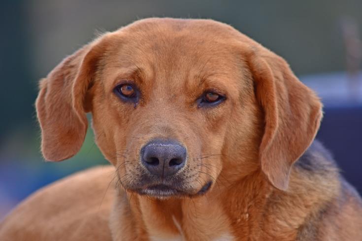 Το Κόμμα για τα Ζώα Κύπρου καταδικάζει τη δολοφονία σκύλου μετά την αποκάλυψη του ThemaOnline