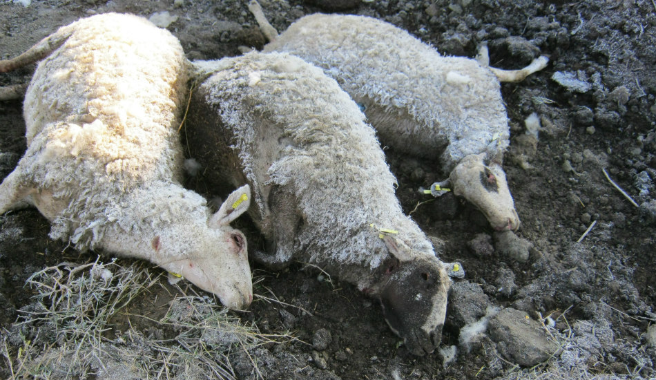 ΛΑΡΝΑΚΑ: Τηλεφωνούσαν στην Αστυνομία και ενημέρωναν για νεκρά αιγοπρόβατα που έβλεπαν μέσα σε χωράφια - Λύθηκε το μυστήριο 